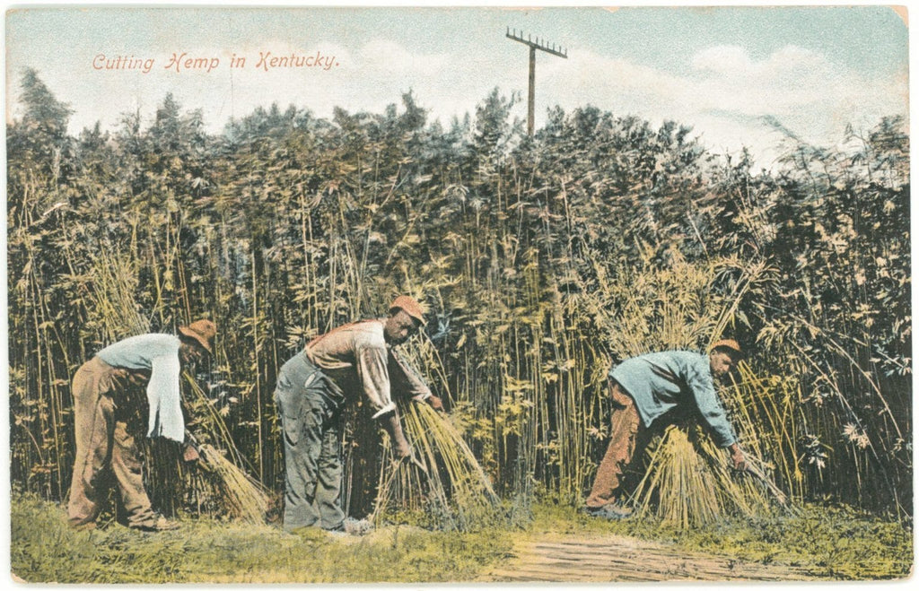 Enslaved laborers work on hemp farm. Source: John Winston Coleman Jr. via the University of Kentucky.