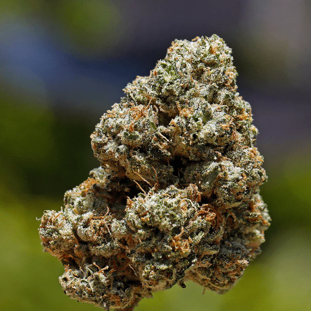 Sour OG