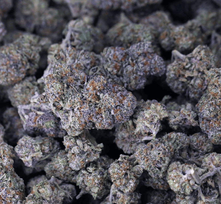 Gelato 41